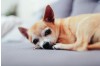 How to Prevent CPV Virus: A Complete Guide to Home Rapid Testing and Dog Care
