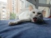 What should you pay attention to when raising pets in autumn?