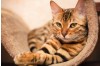 What Every Cat Owner Should Know About FIV and FeLV Detection