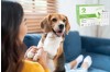 Protecting Your Canine Companion: Why Combined Testing for CCV, CPV, and GIA is Crucial for Your Dog's Health