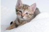 Feline Calicivirus (FCV): Prevention, Care & Rapid Testing Guide