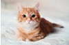 FIV and FeLV: The Silent Threats to Your Cat's Health - A Complete Prevention and Testing Guide