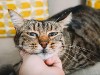 How to raise a cat scientifically？