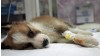 Canine Parvovirus (CPV): Symptoms, Treatment & Prevention Guide