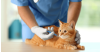 Feline Panleukopenia Virus (FPV): Prevention, Care & Rapid Testing Guide