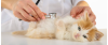 Unveiling FIV: An Invisible Threat to Pet Health