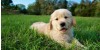 Canine Distemper (CDV) Comprehensive Guide: Symptoms, Transmission & Prevention | Rapid Testing is Key