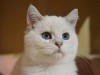 How to bathe a cat?