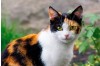 Feline Calicivirus (FCV): Symptoms, Prevention, and the Role of the Taeing FCV Ag Rapid Test Kit in Early Detection