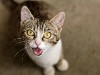 What is separation anxiety in cats?