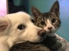 When is the time to deworm your cats and dogs?
