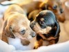 What can't you do when a puppy or cat arrives home?