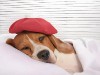 What to do if your dog has a cold?