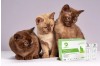 FIV/FeLV test kit: Protecting your cat's health at home