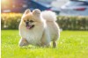 Canine Parvovirus (CPV) & Distemper (CDV): What Every Dog Owner Should Know