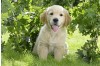 Essential Guide for Dog Owners: Understanding CPV, CCV, and Giardia Infections and Early Detection