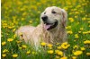 Understanding Canine Distemper: Symptoms, Prevention, and the Importance of Early Detection