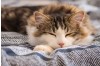 Understanding Feline Panleukopenia: A Fast-Acting Threat to Your Cat’s Health