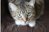 Triple Pathogen Detection in Cats: FPV, FCOV, and Giardia
