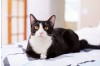 Understanding FIV & FeLV: Why Early Detection Matters for Every Cat Owner