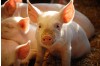 Taeing African Swine Fever Virus Ag (ASFV Ag) Test Kit: Ensuring the Health and Safety of Your Pigs