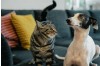 Giardia in Pets: Understanding, Detection, and Treatment Options